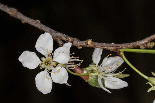 Prunus mexicana #28